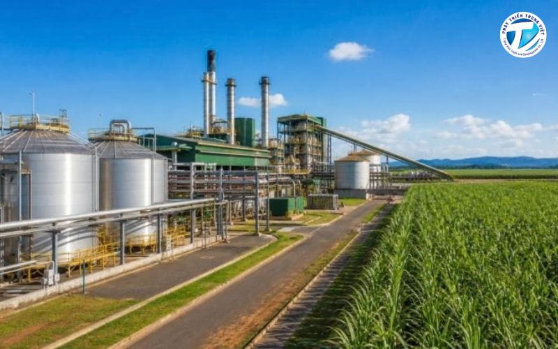 Nguyên liệu sinh khối được chế biến thành bioethanol và biodiesel phục vụ nhu cầu nhiên liệu.